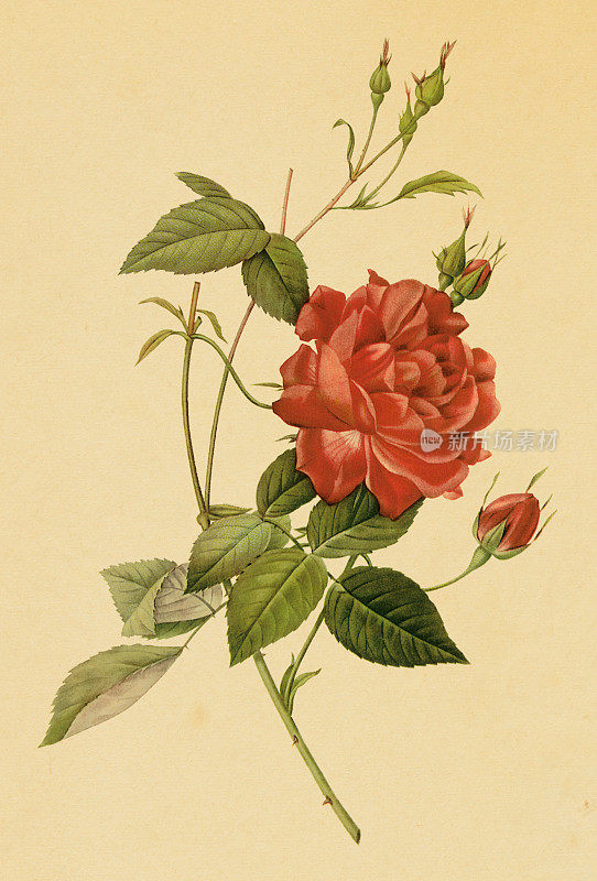 茶玫瑰|古董花卉插图